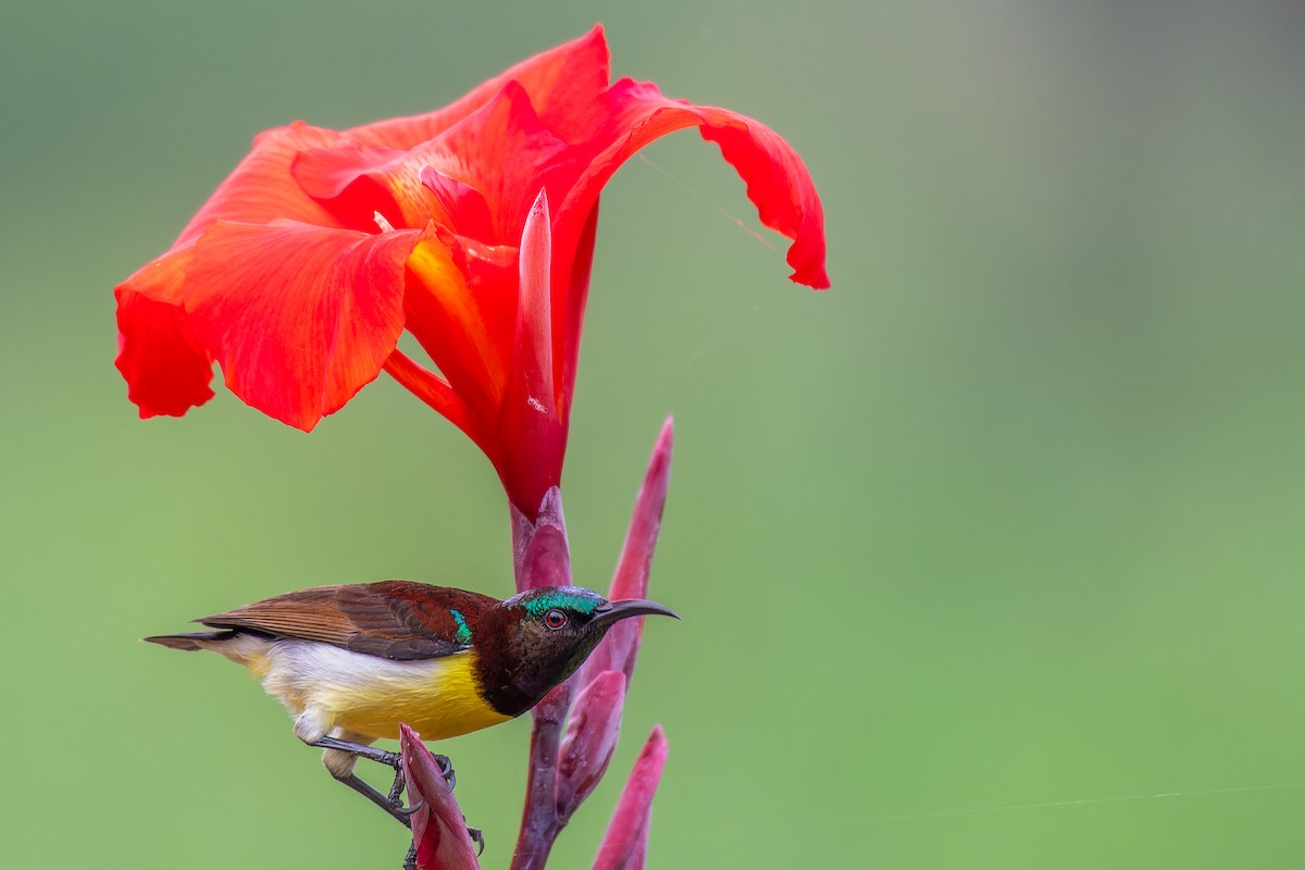 Purple-rumped Sunbird - Abhijit Mishra