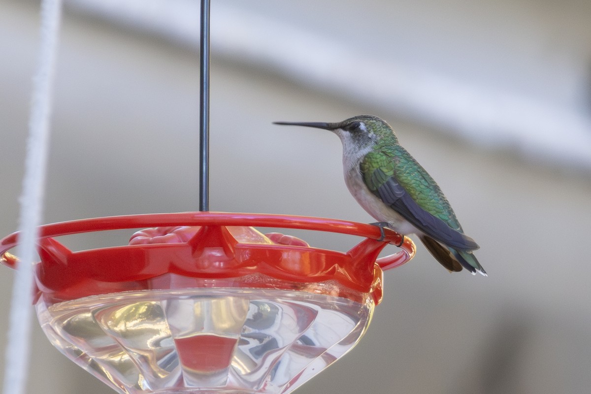 Ruby-throated Hummingbird - ML625681092