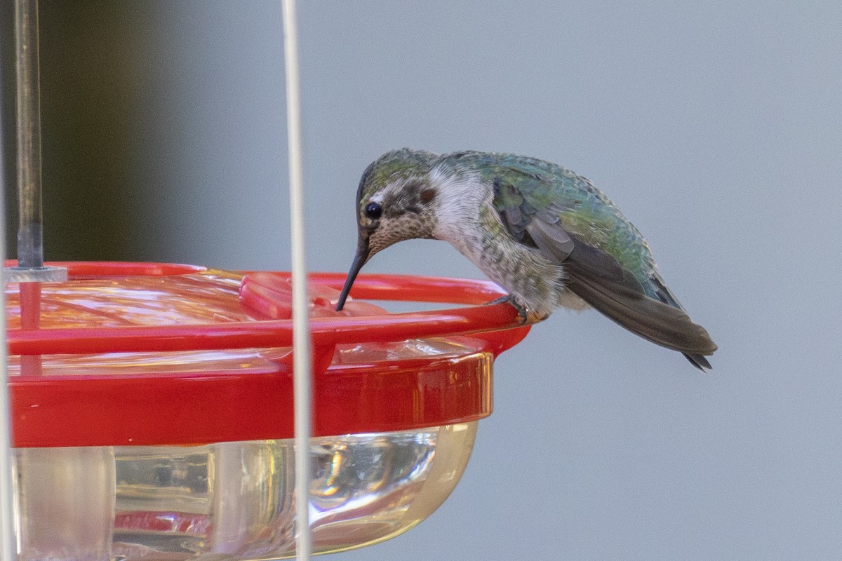 Anna's Hummingbird - ML625681095
