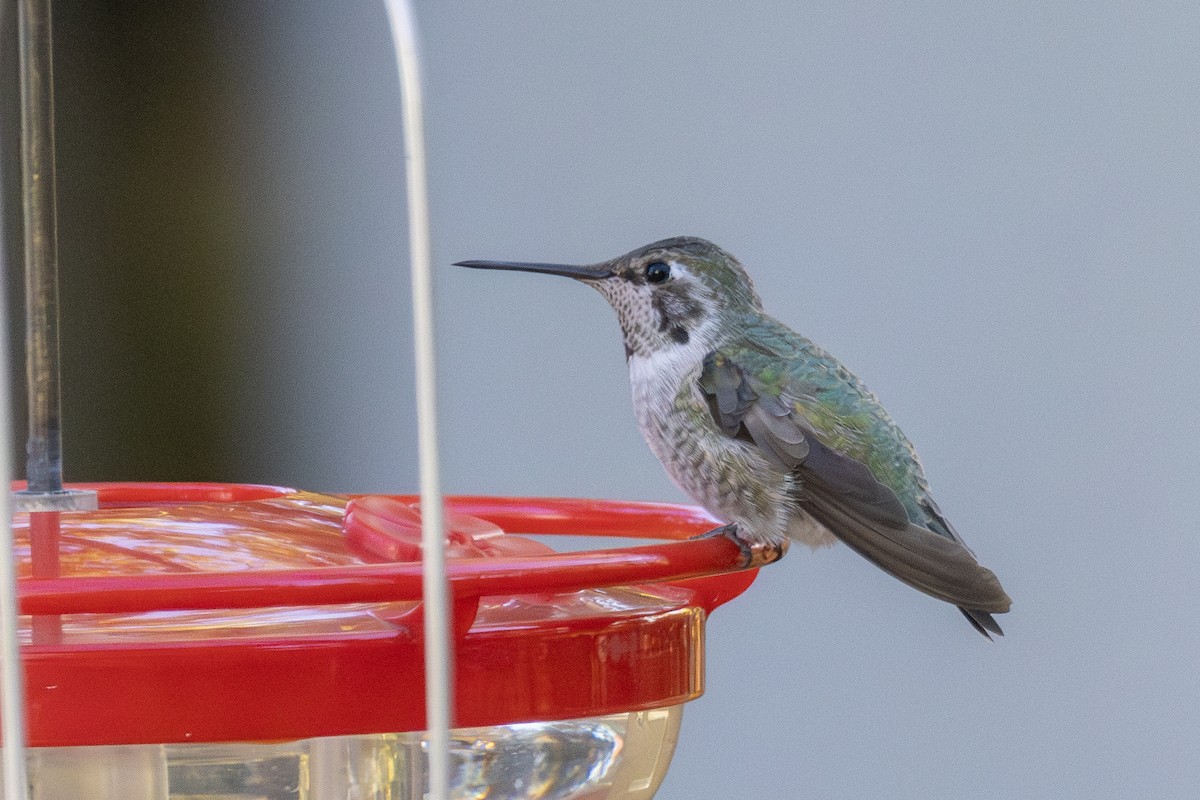 Anna's Hummingbird - ML625681096