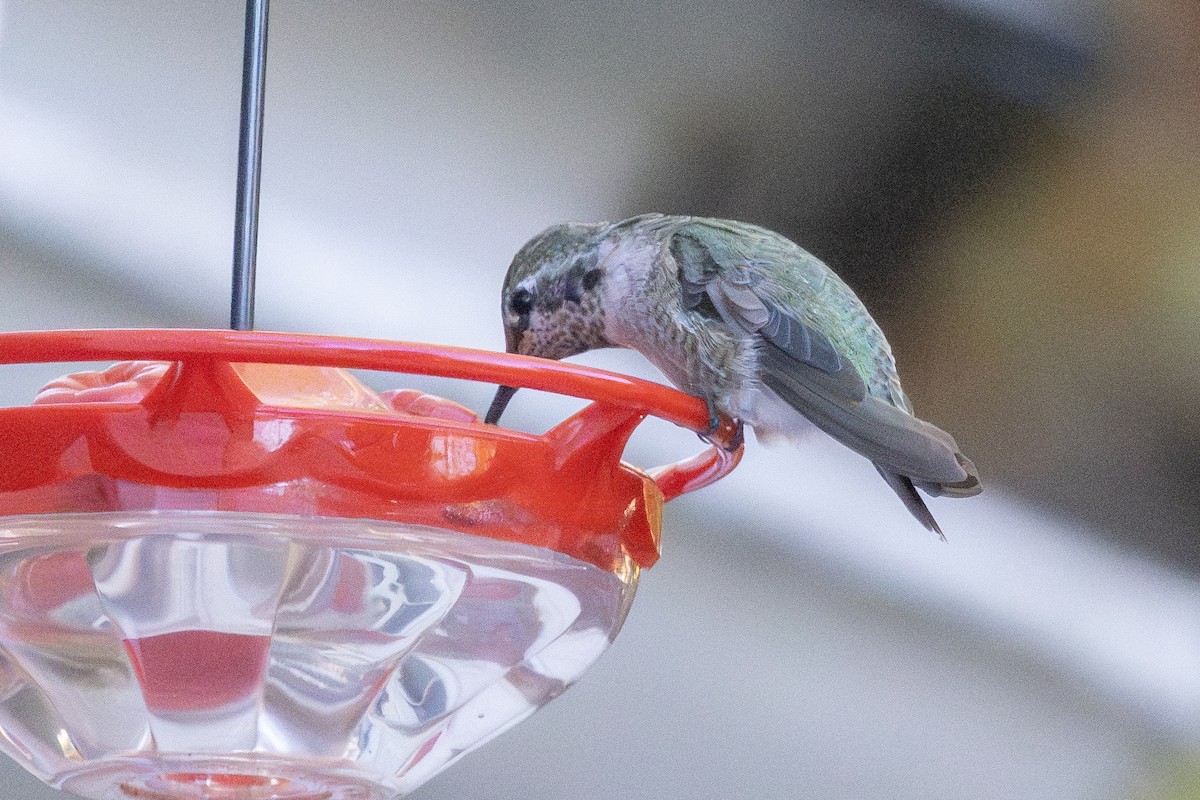 Anna's Hummingbird - ML625681097