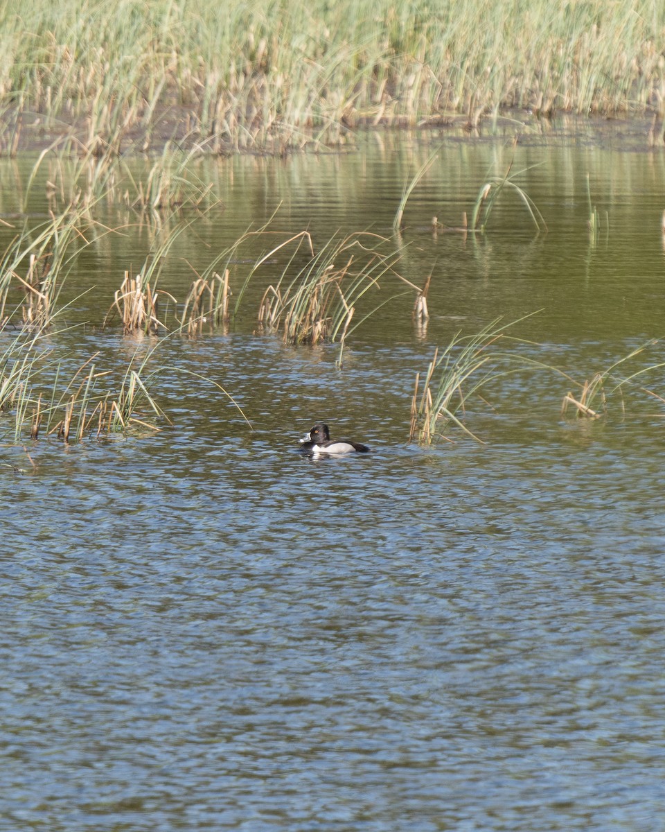 Ring-necked Duck - ML625681158