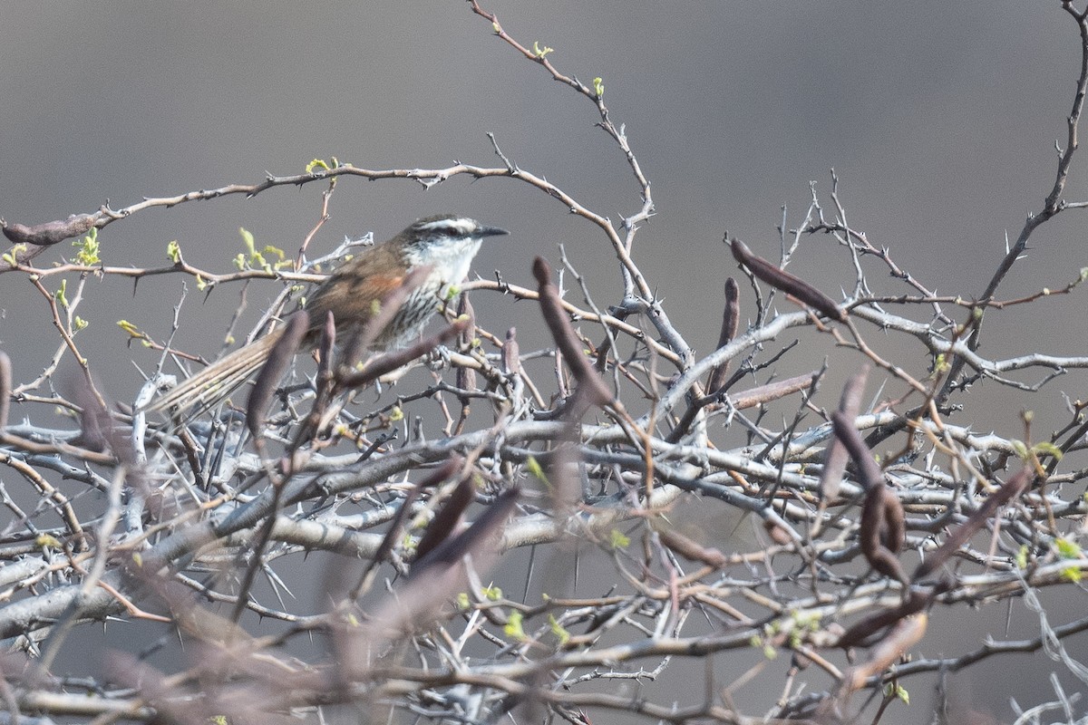 Great Spinetail - ML625681376