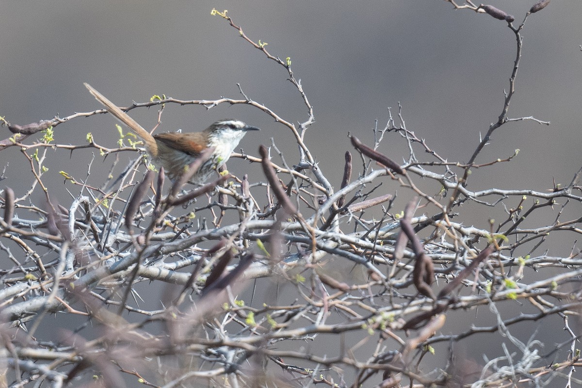 Great Spinetail - ML625681377