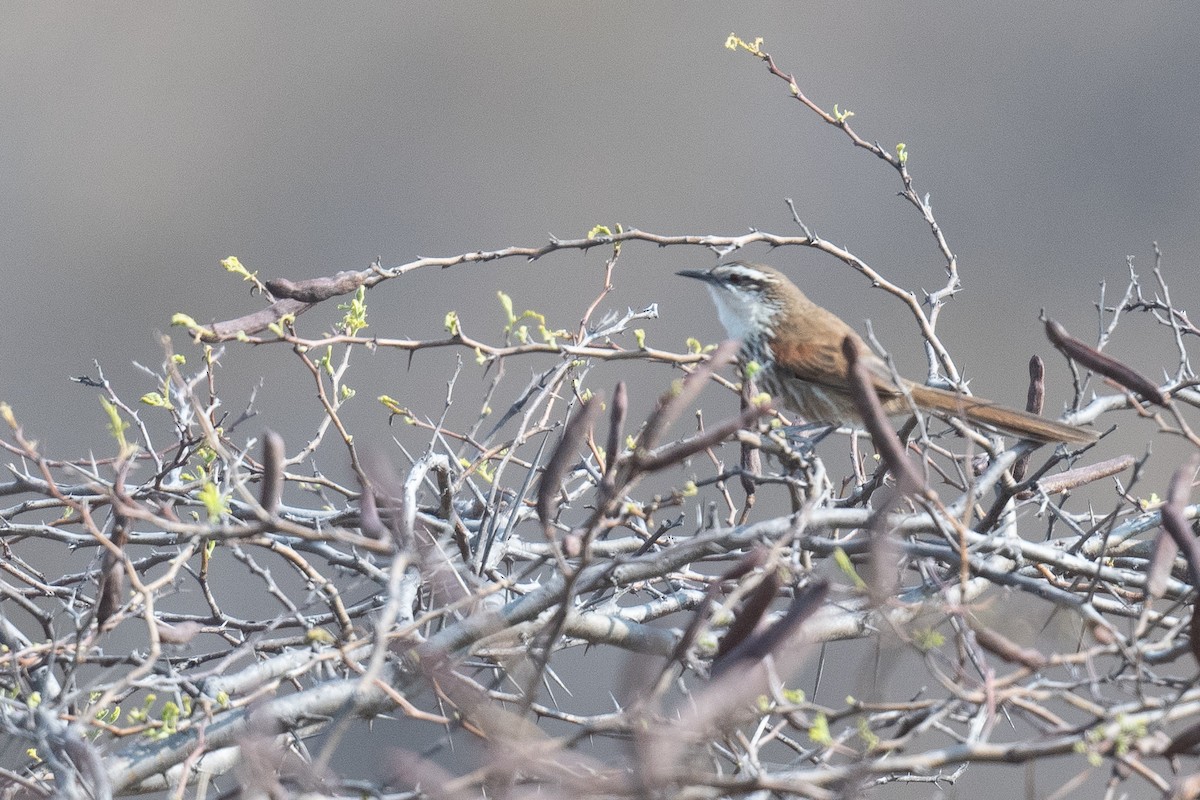 Great Spinetail - ML625681378