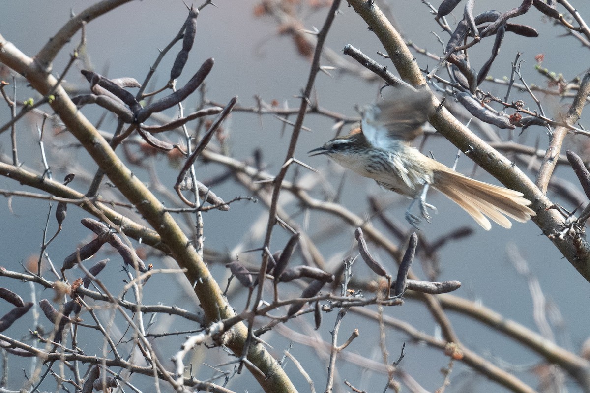 Great Spinetail - ML625681380