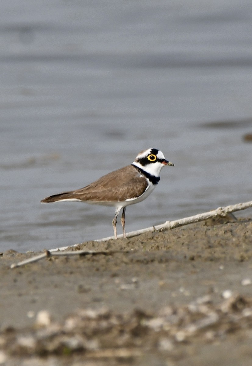 Little Ringed Plover - ML625681424
