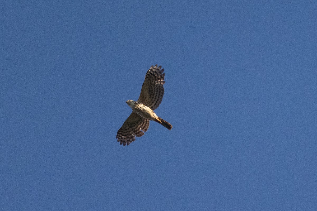 African Goshawk (Southern) - ML625681452