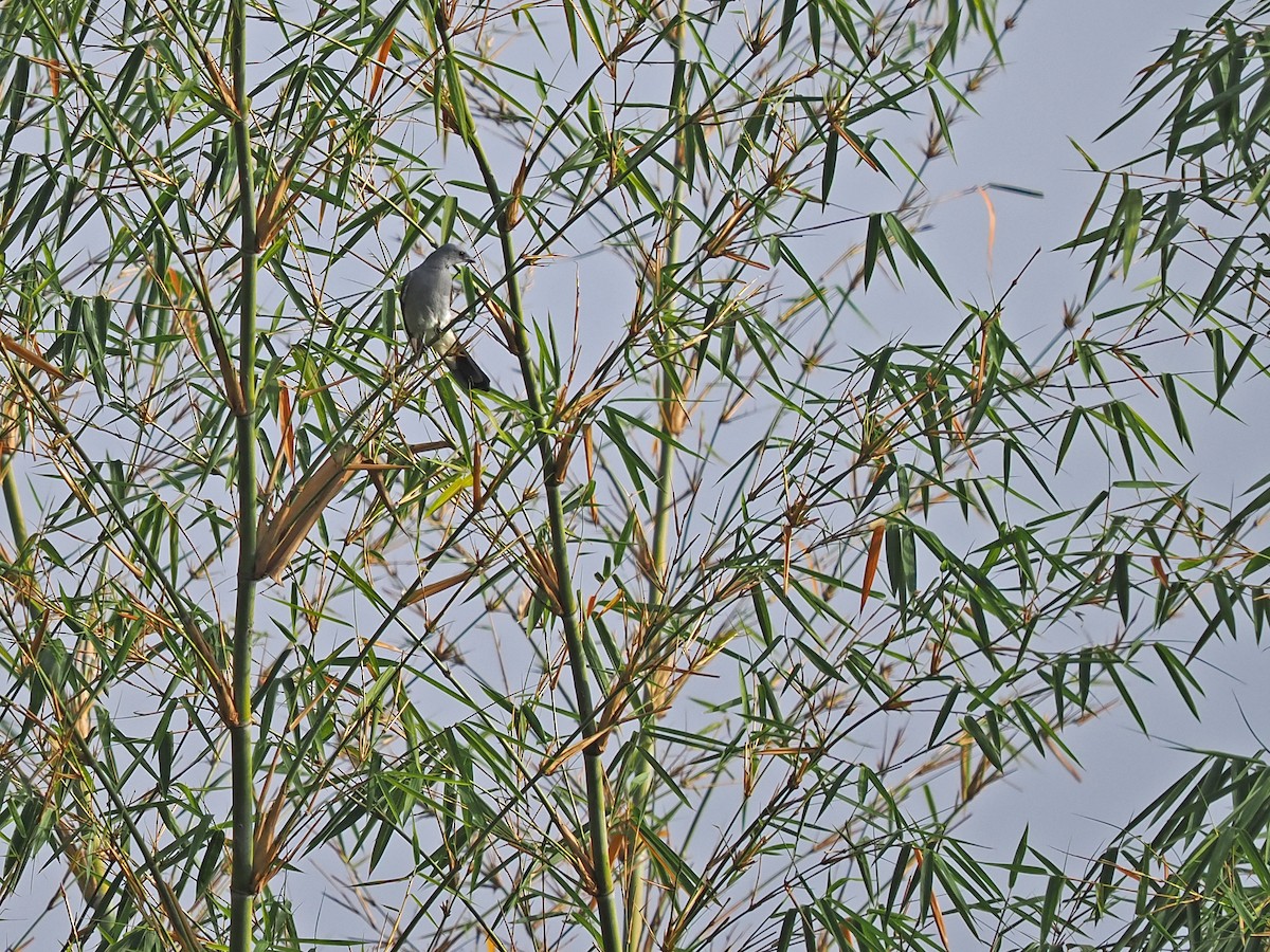 Wallacean Cuckooshrike (Alor) - ML625681576