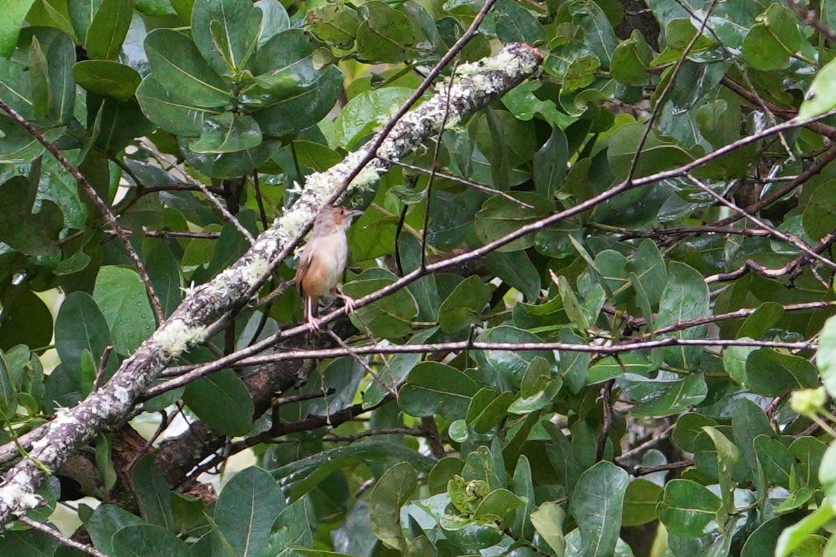 Red-faced Cisticola - ML625681605