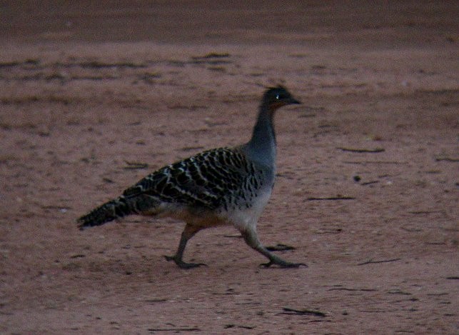 Malleefowl - ML625681746