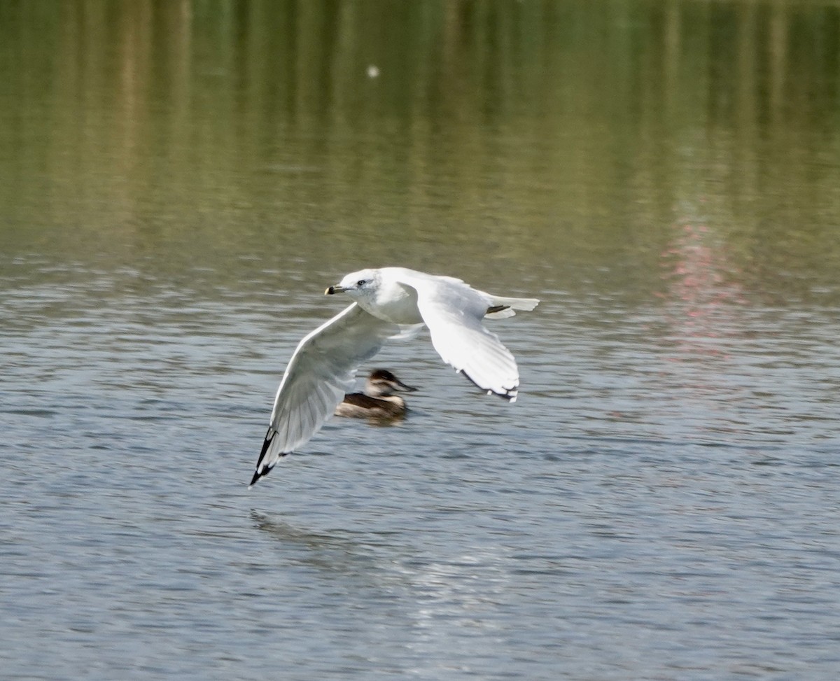 Ring-billed Gull - ML625681804