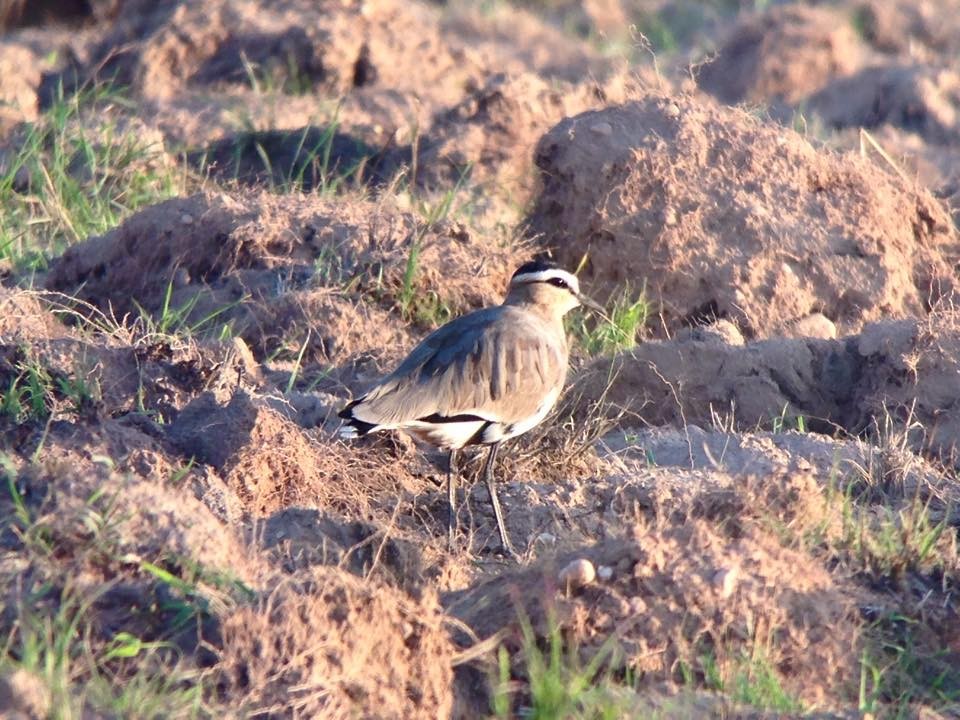 Sociable Lapwing - ML625681839