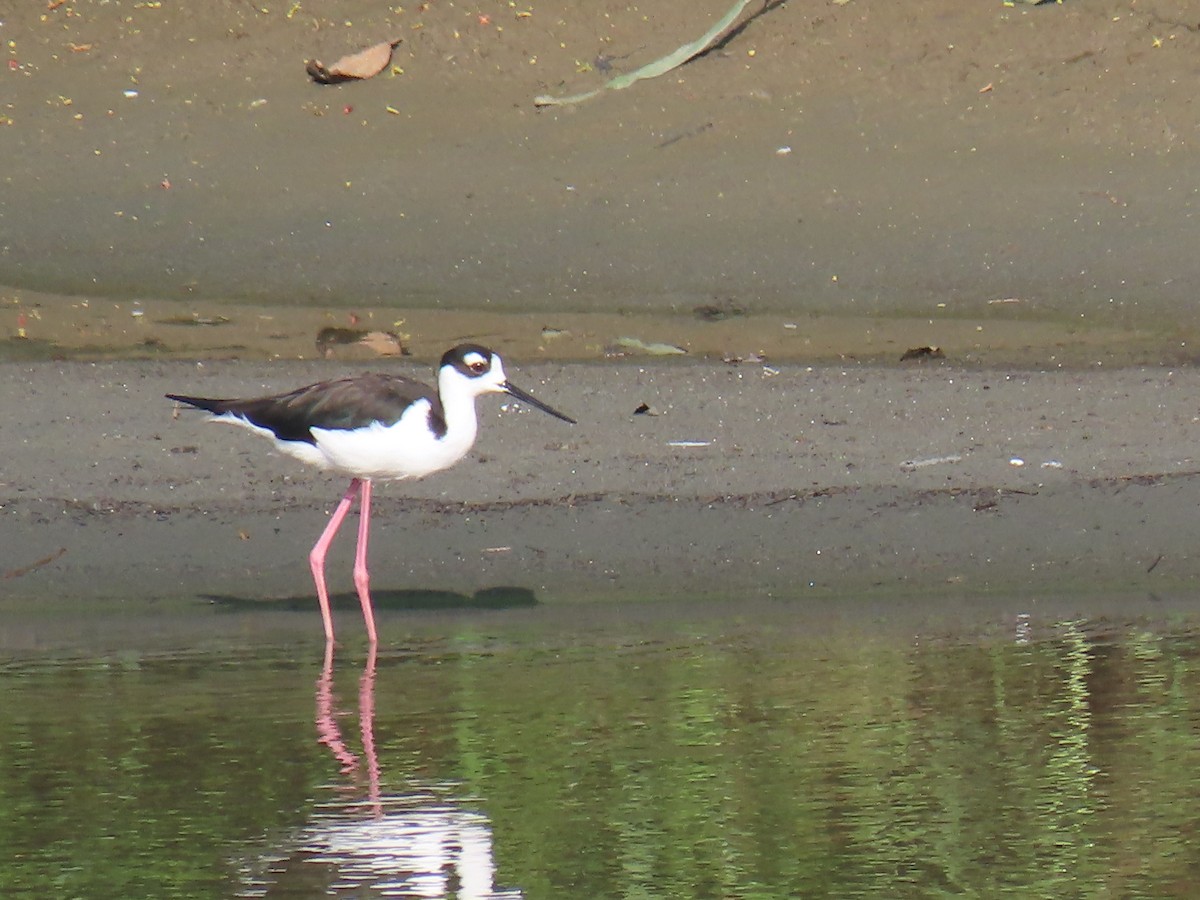Black-necked Stilt - ML625681873
