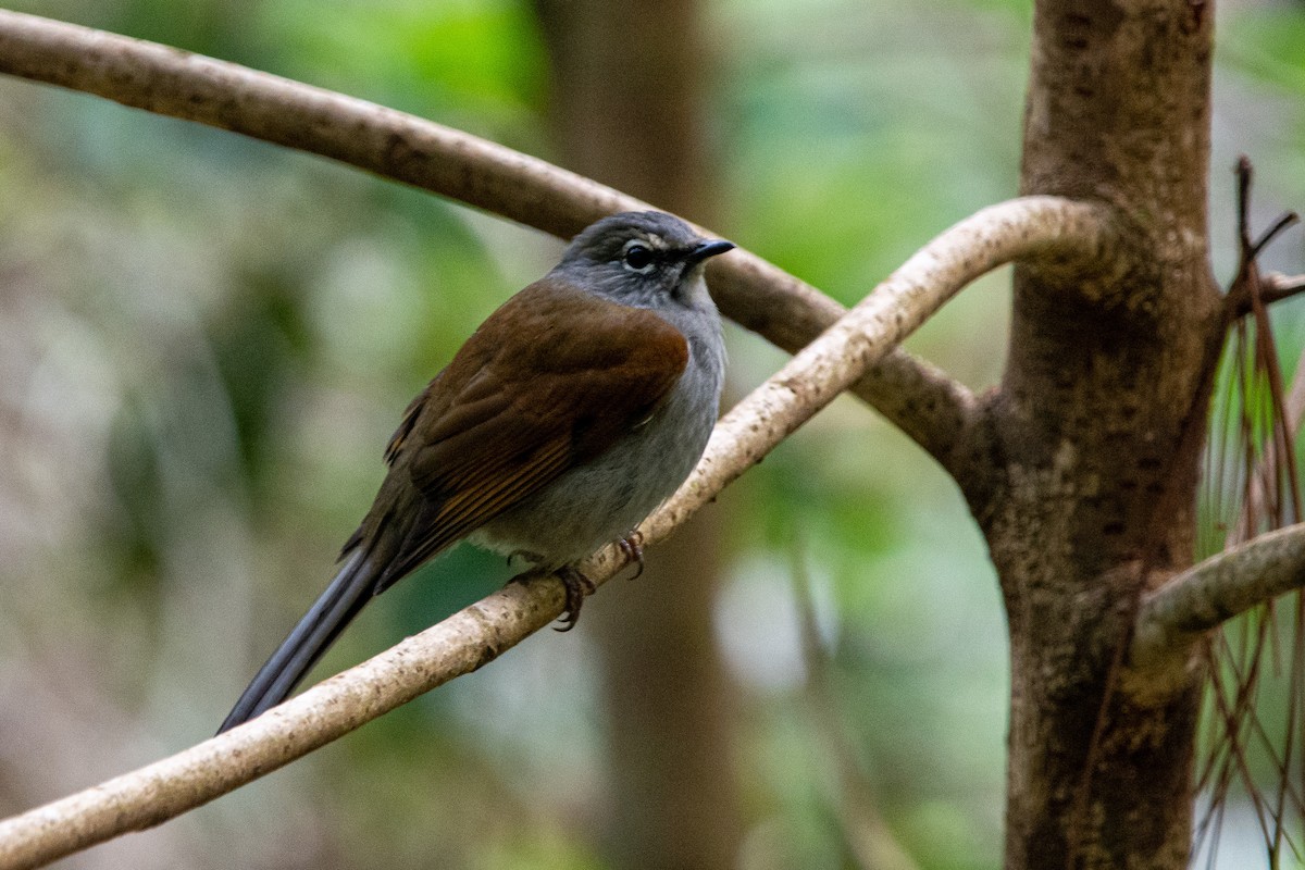 Brown-backed Solitaire - ML625682081