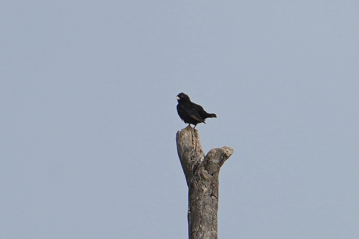 Purple Indigobird - ML625682123