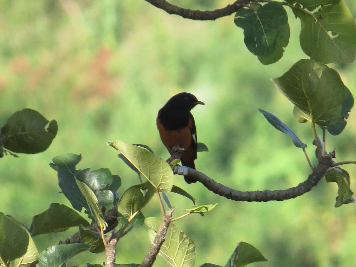 White-winged Cliff-Chat - ML625682177