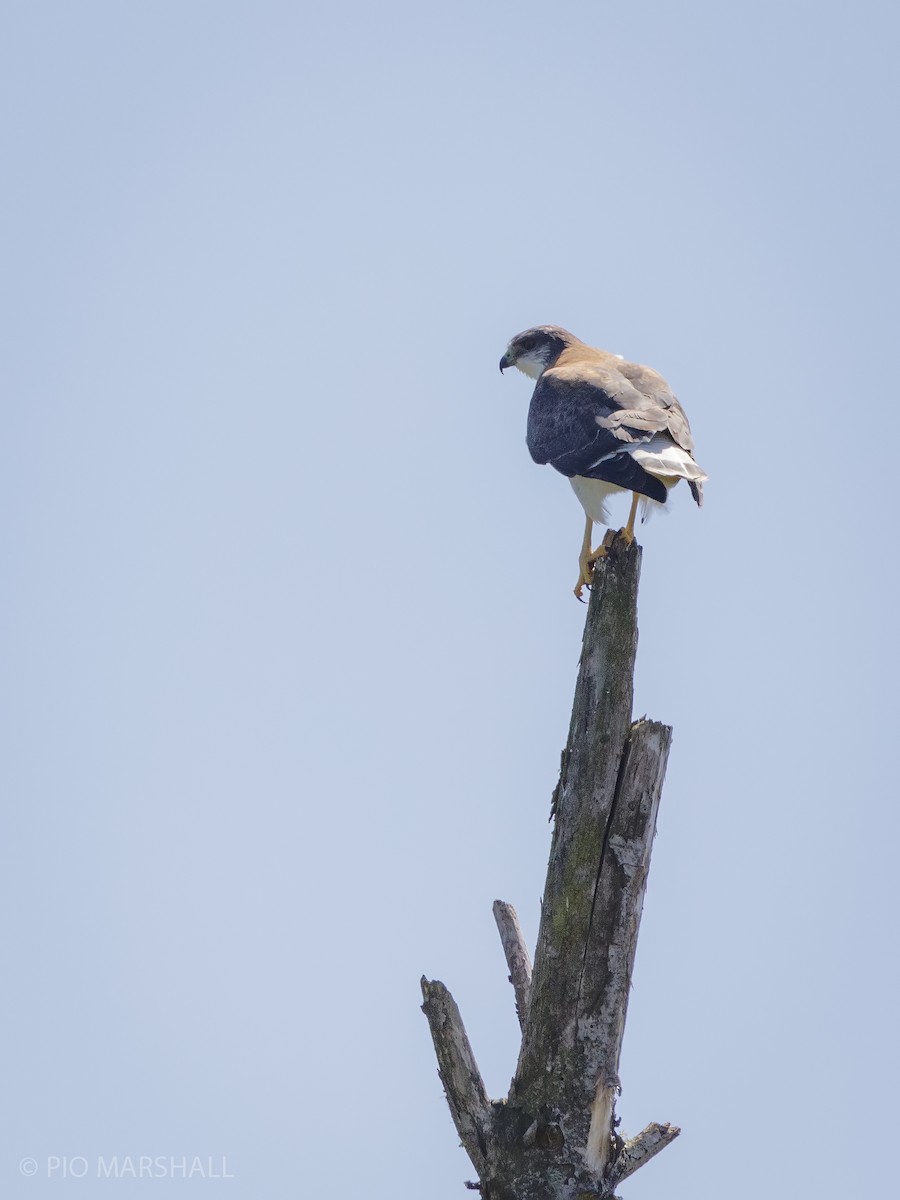 Variable Hawk - ML625682217