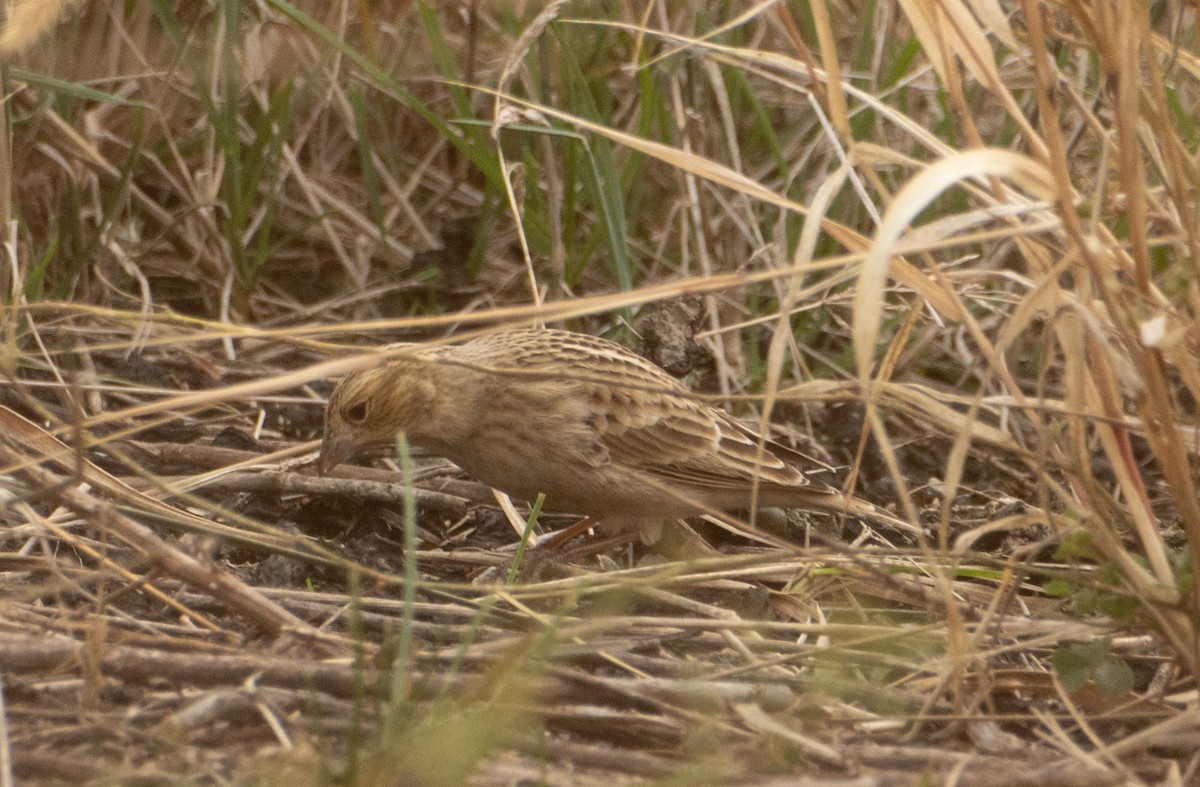 Chestnut-collared Longspur - ML625682257