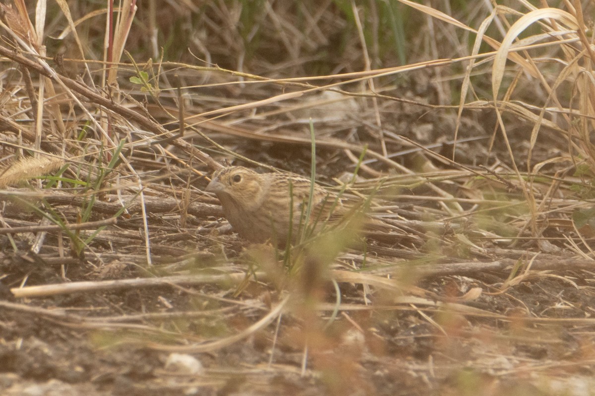 Chestnut-collared Longspur - ML625682258