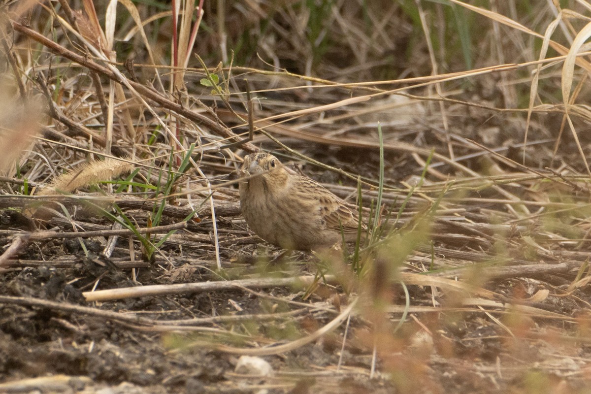 Chestnut-collared Longspur - ML625682259