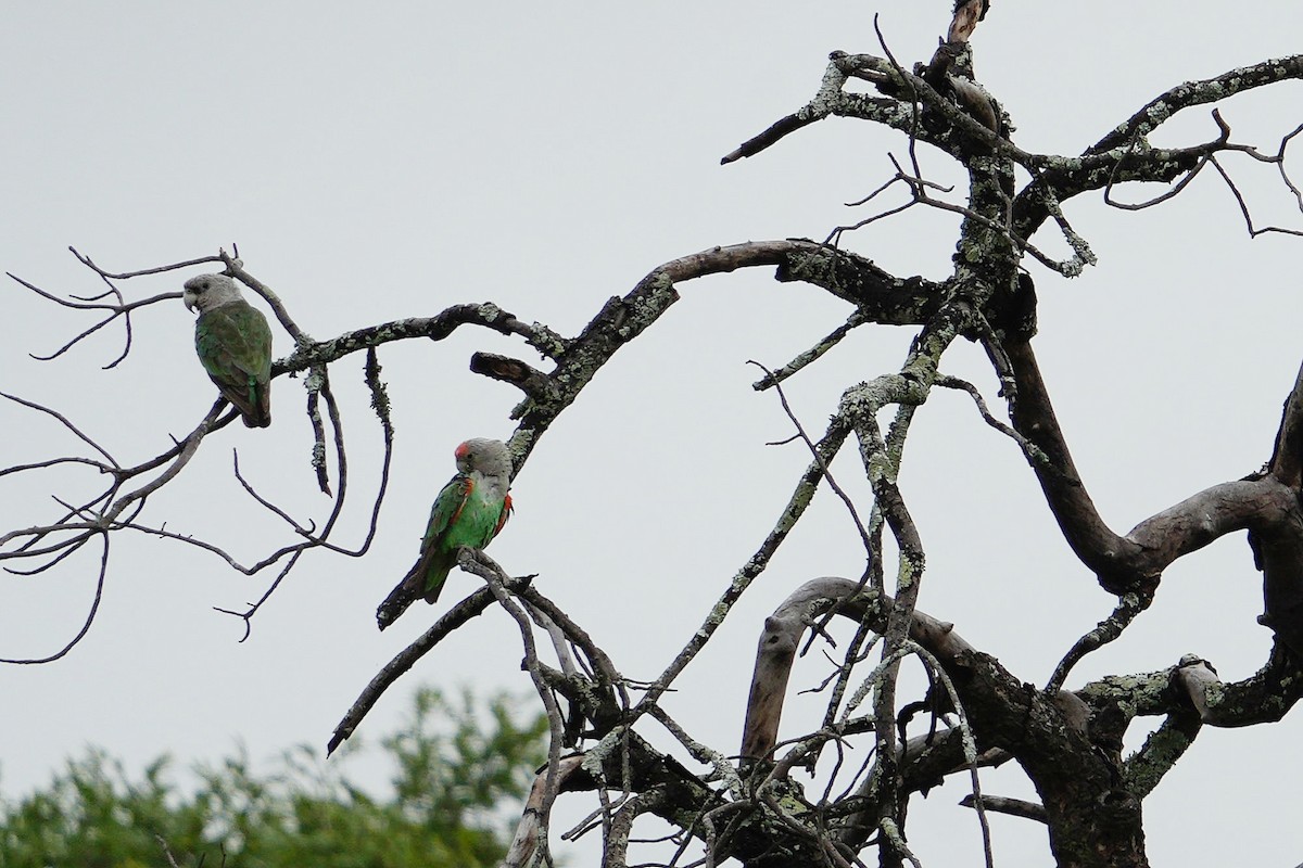 Brown-necked Parrot - ML625682322