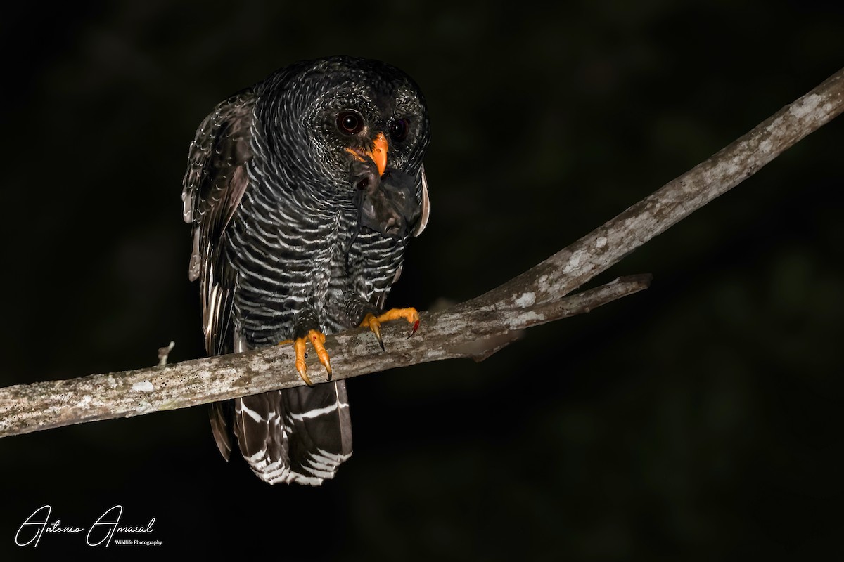 Black-banded Owl - ML625682333