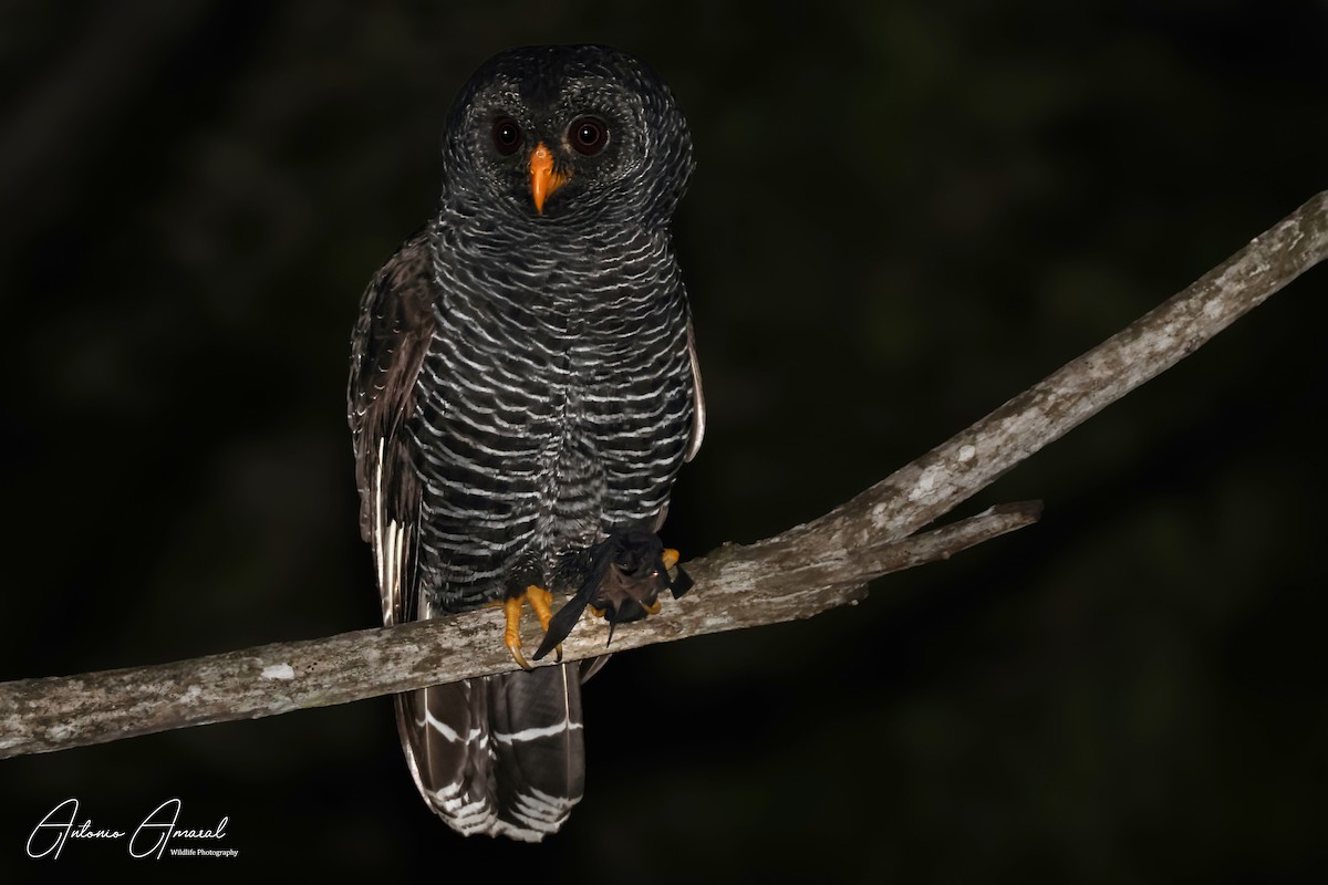 Black-banded Owl - ML625682334