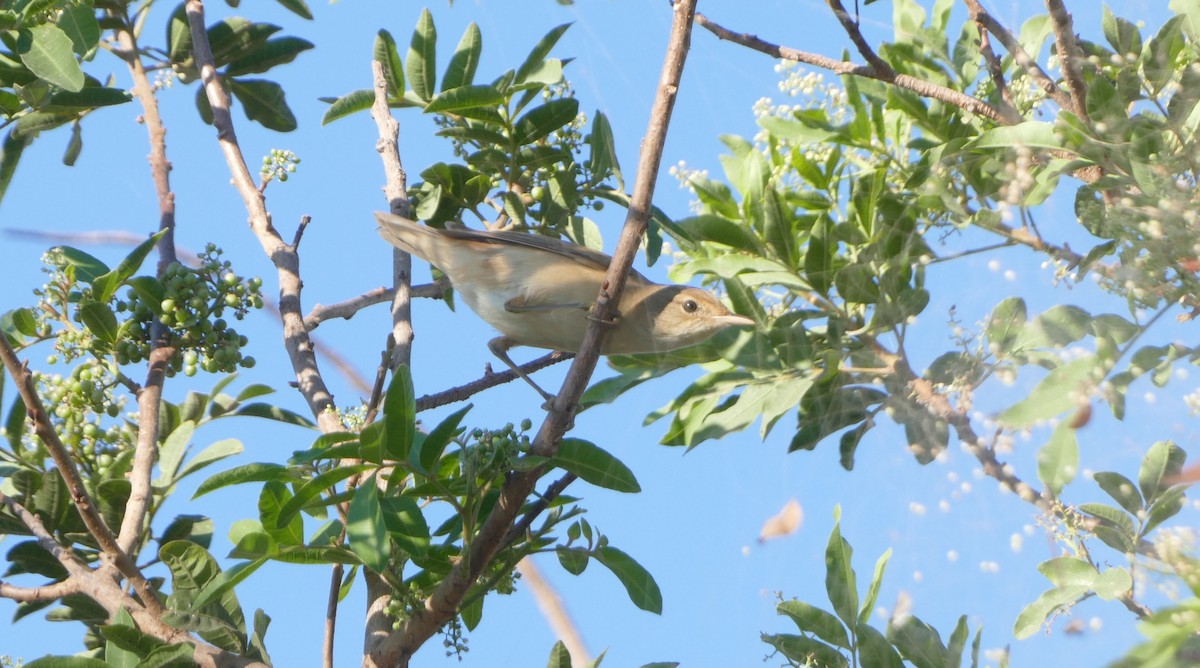 Marsh/Common Reed Warbler - ML625682491