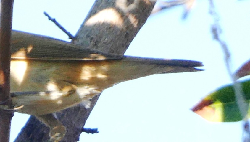 Marsh/Common Reed Warbler - ML625682505