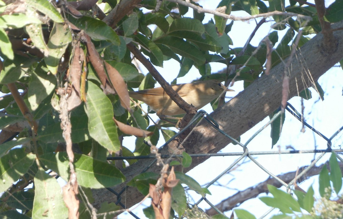 Marsh/Common Reed Warbler - ML625682506