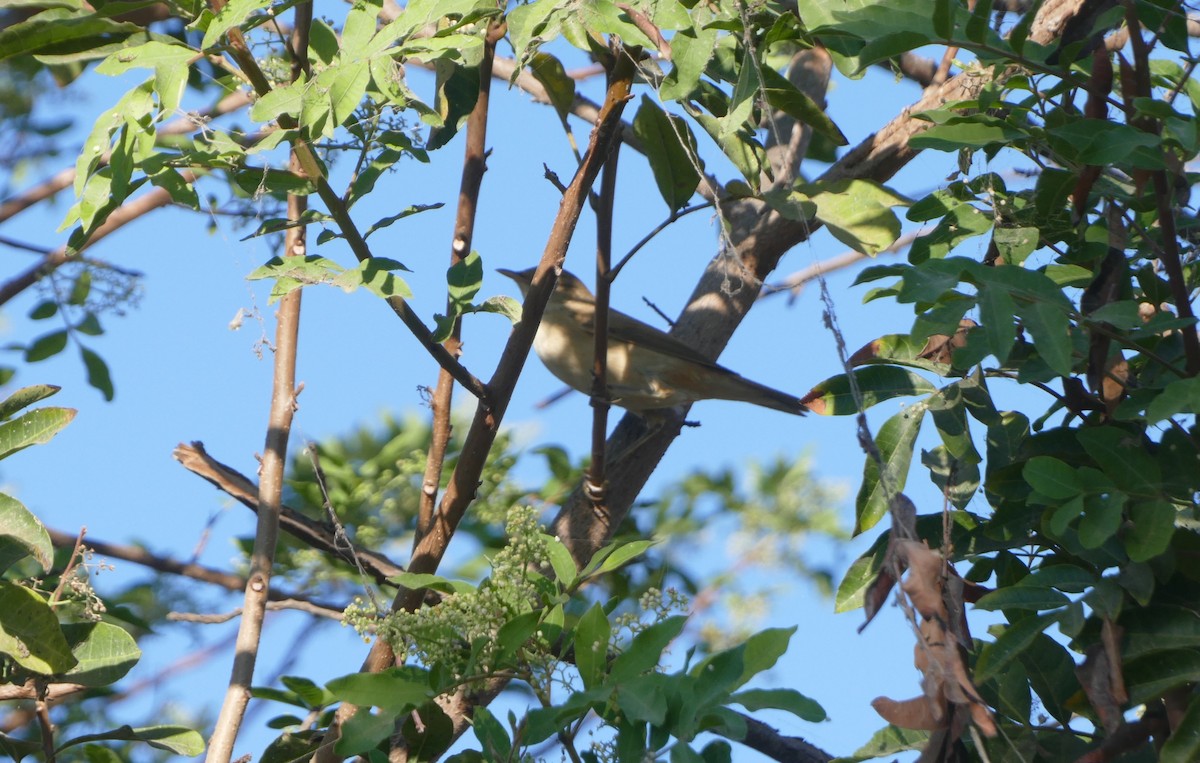 Marsh/Common Reed Warbler - ML625682507