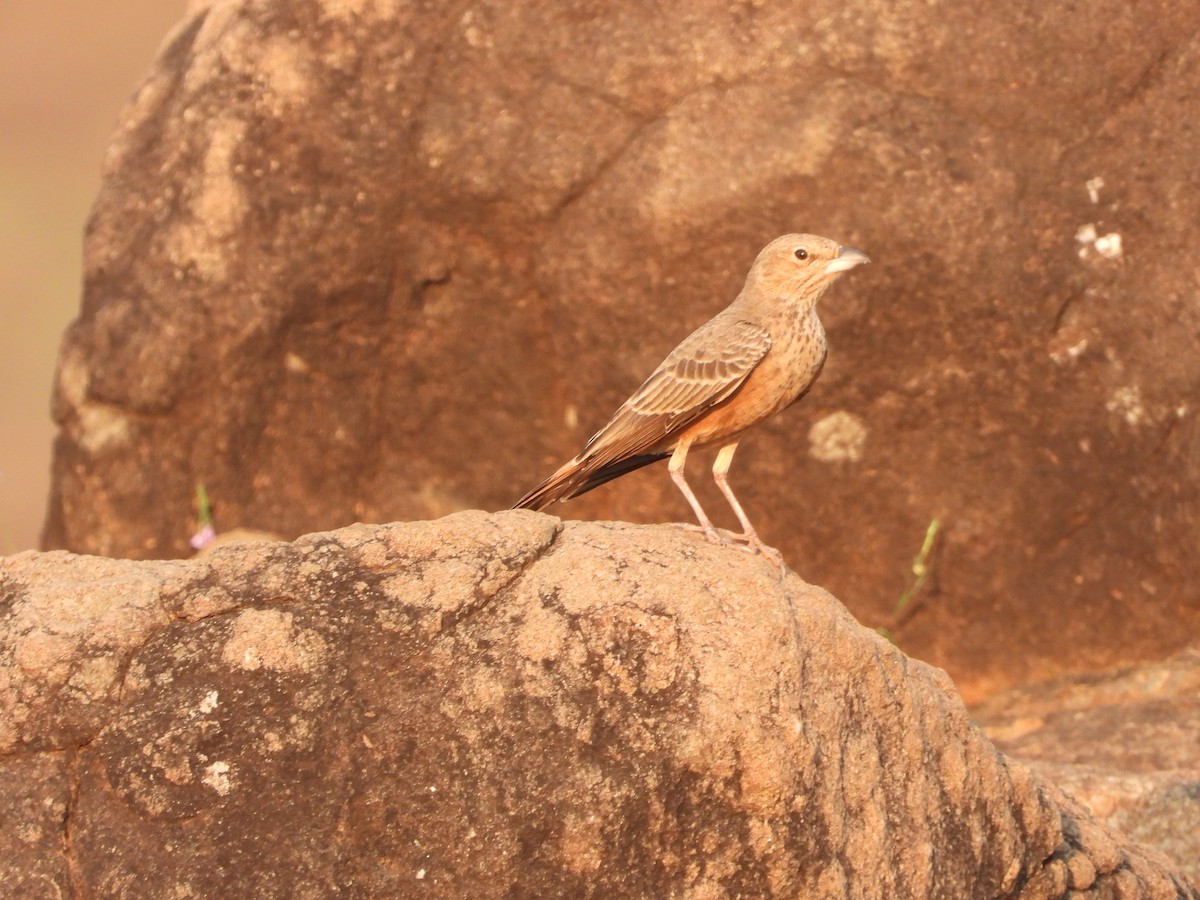 Rufous-tailed Lark - ML625682516