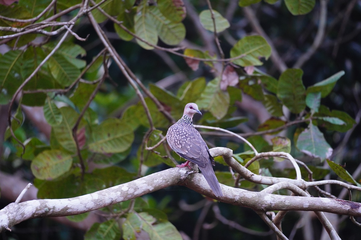 Spotted Dove - ML625682775