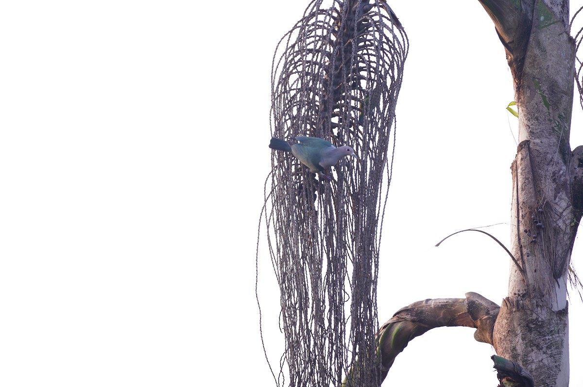 Green Imperial-Pigeon - ML625682781