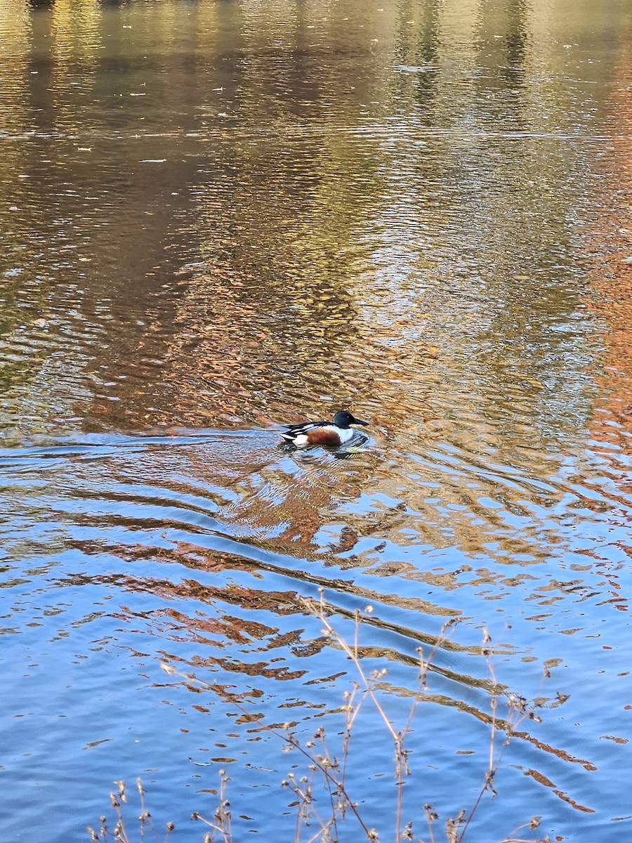 Northern Shoveler - ML625682809
