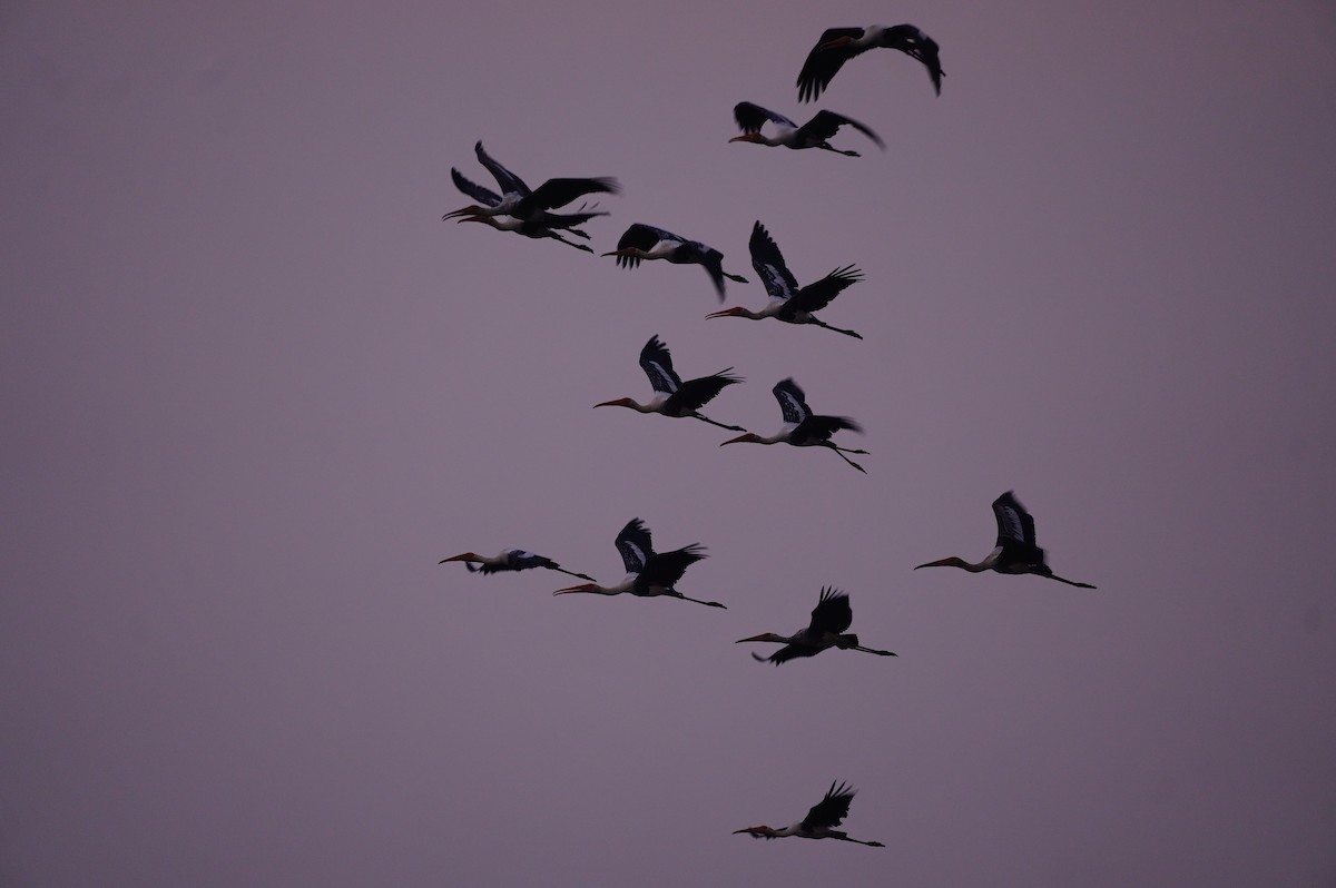 Painted Stork - ML625682810