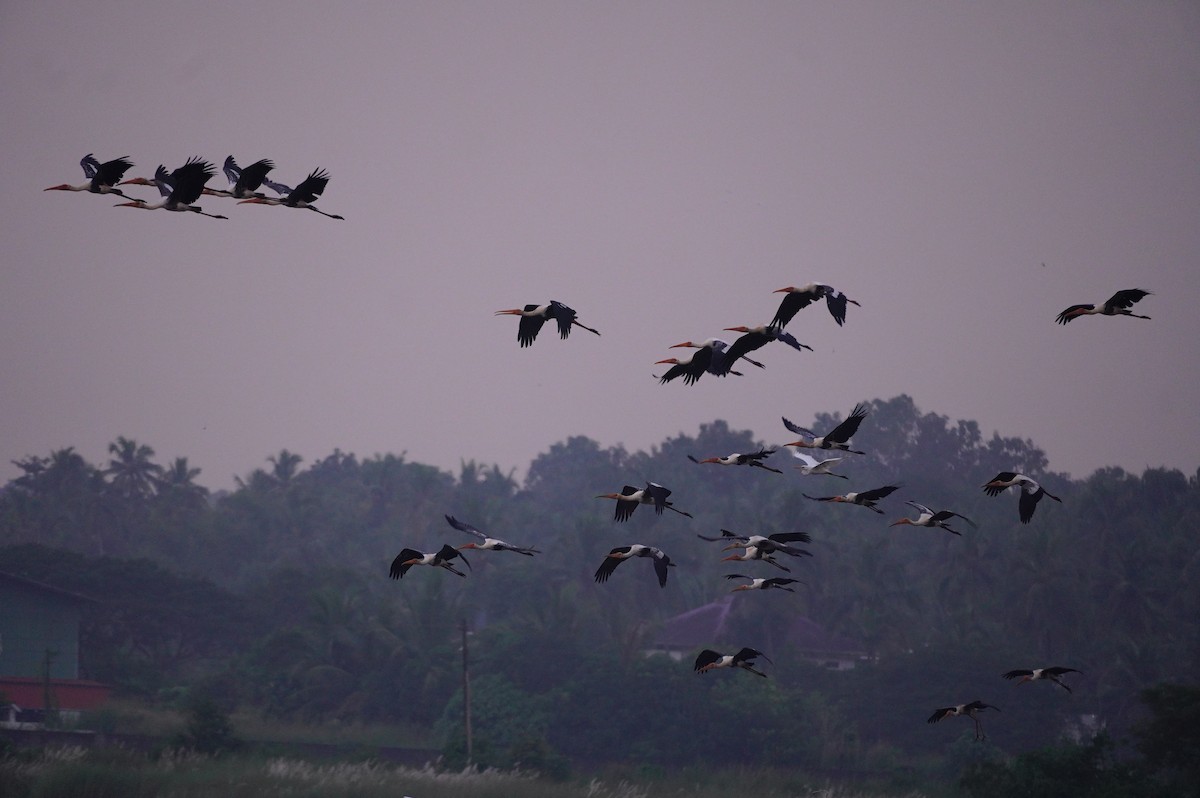 Painted Stork - ML625682811