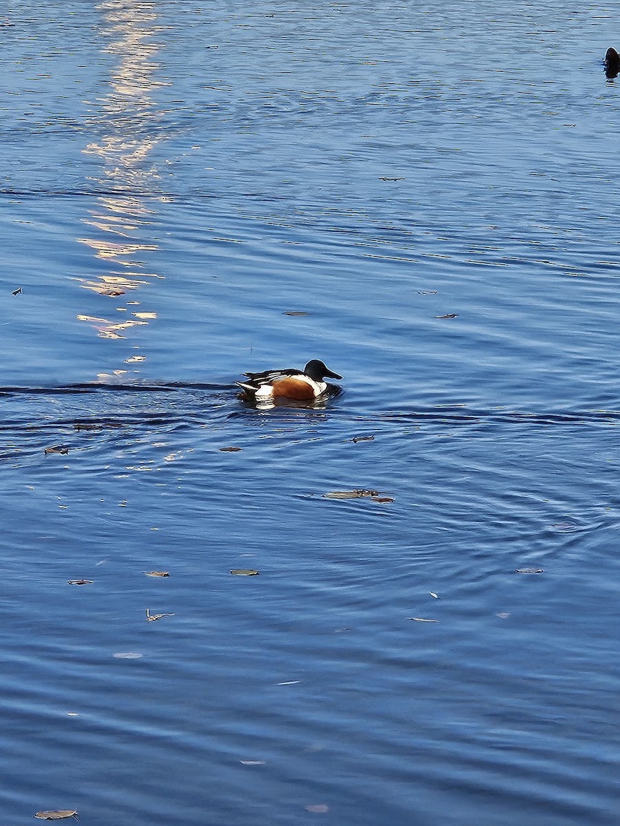Northern Shoveler - ML625682815