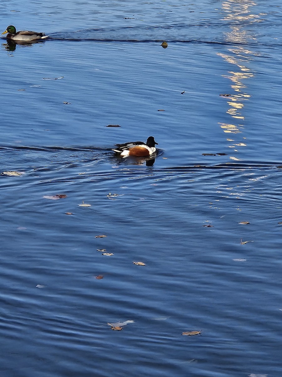 Northern Shoveler - ML625682822