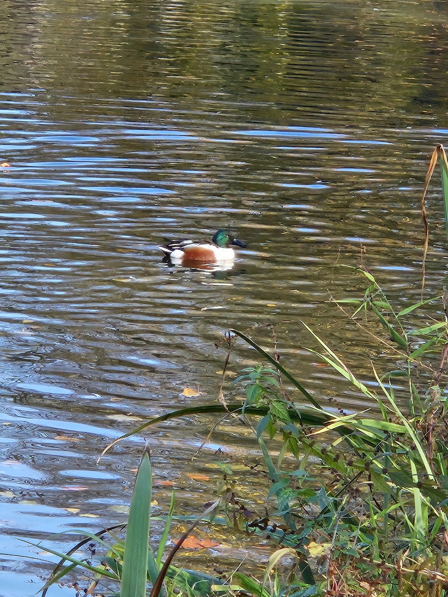 Northern Shoveler - ML625682824