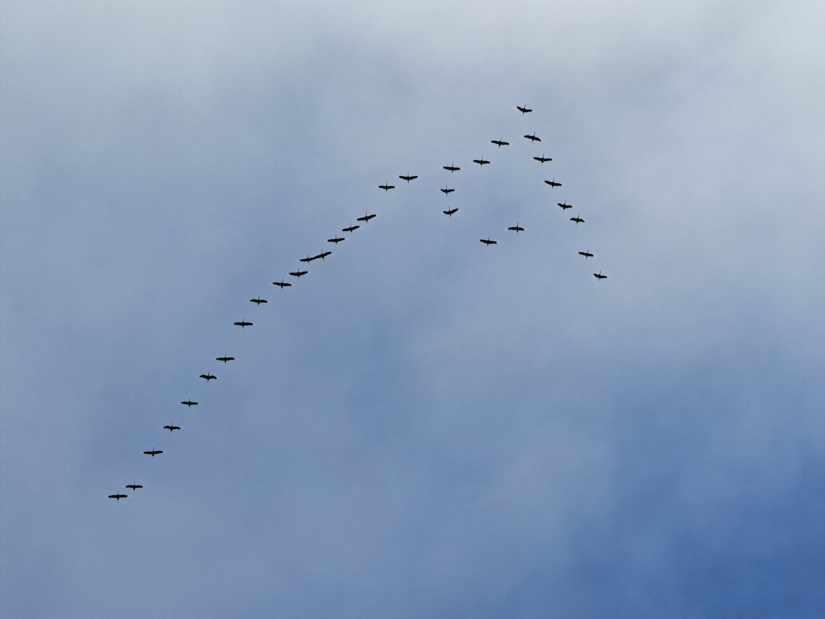 Common Crane - ML625682904