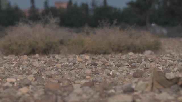 רץ מדבר - ML625682942