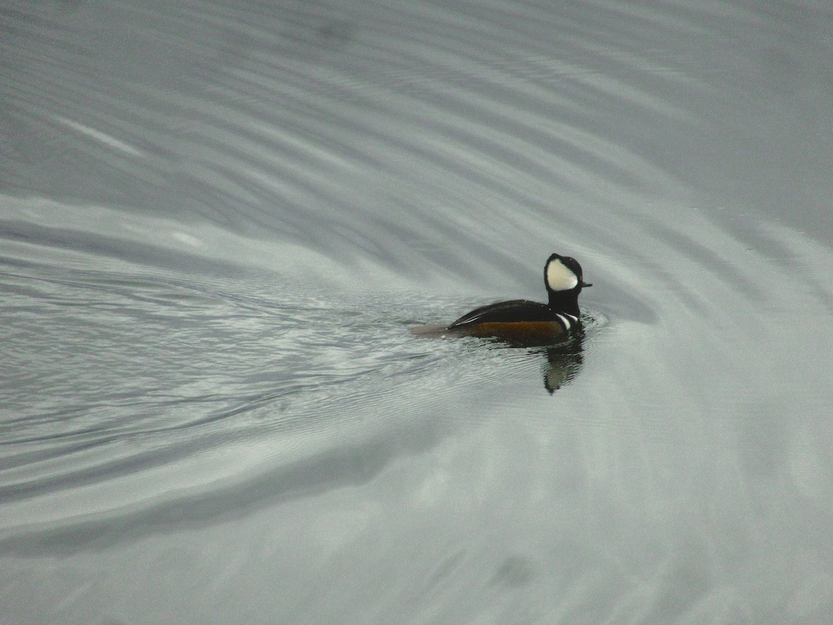 Hooded Merganser - ML625683046