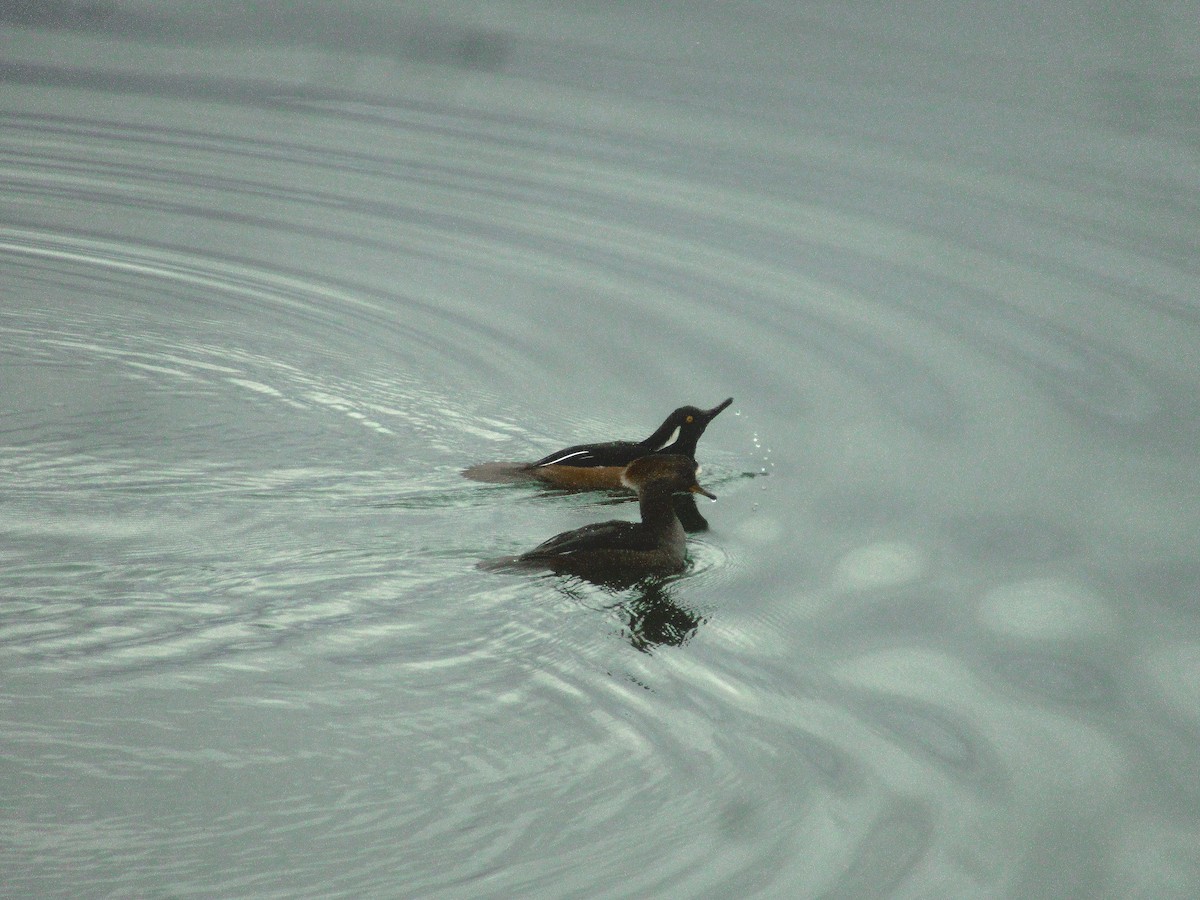 Hooded Merganser - ML625683047
