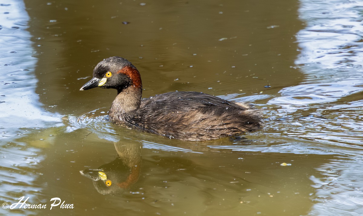 Australasian Grebe - ML625683087