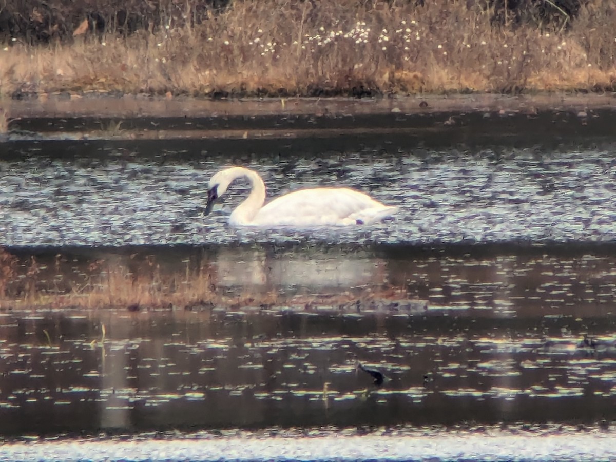 Trumpeter Swan - ML625683237