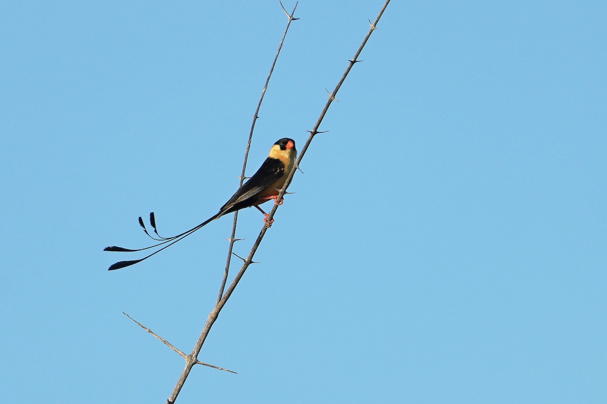 Shaft-tailed Whydah - ML625683245