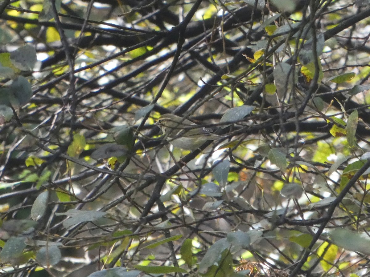 Yellow-browed Warbler - ML625683417