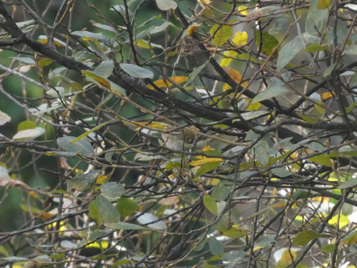 Yellow-browed Warbler - ML625683420